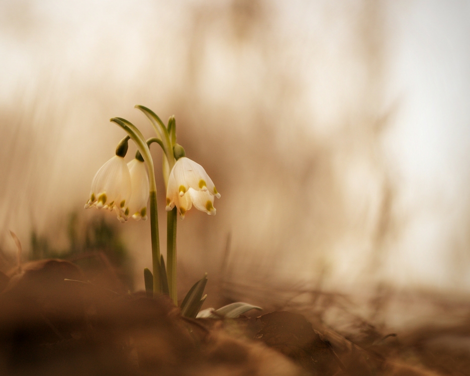 Printemps